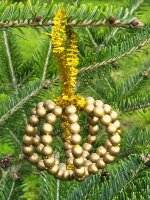 Bastelset für vier Christbaumkugeln aus Pfeifenreiniger und Perlen - gold/rot